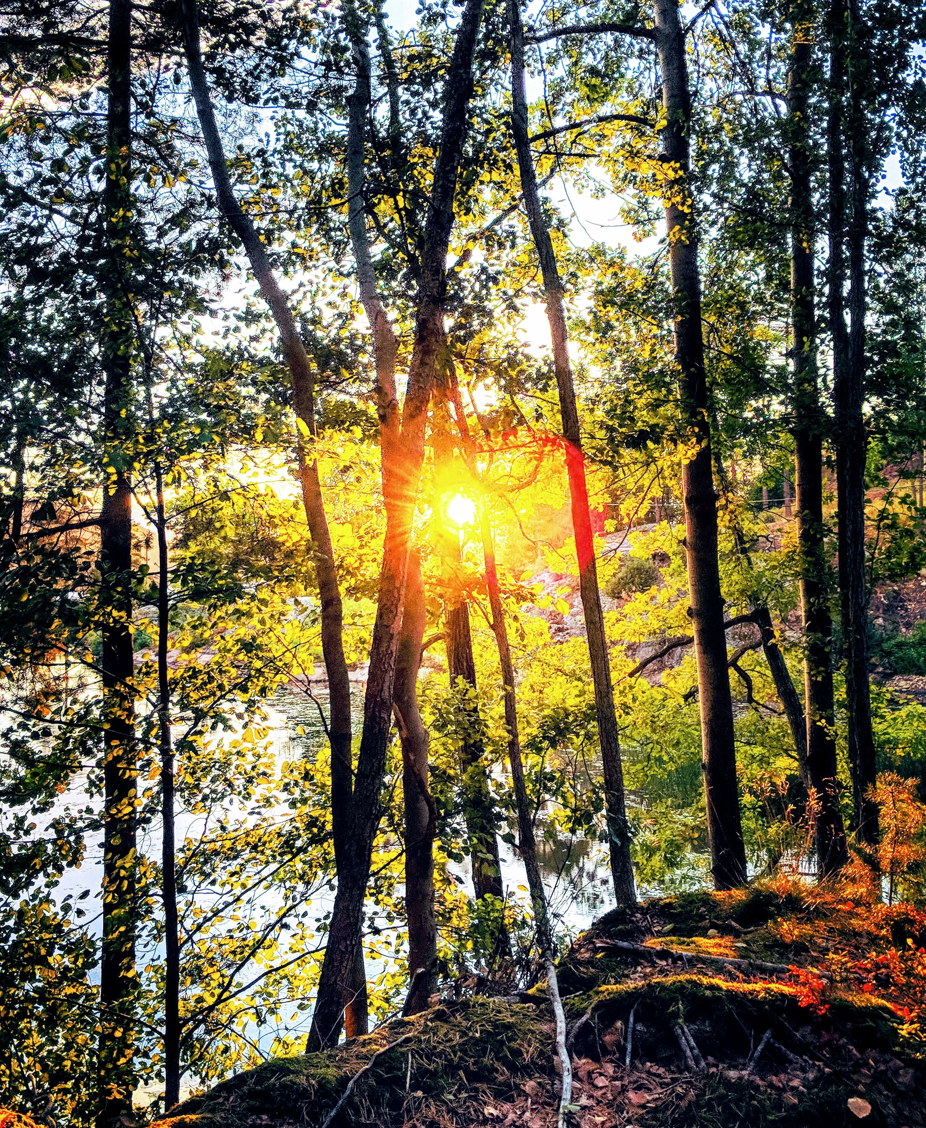 Digital sirkulær økonomi og det grønne skiftet