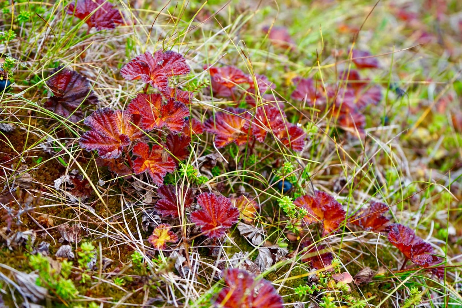 Kampen om digital suverenitet